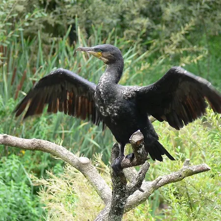 Abendsonne Am Europa-park